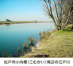 松戸市小向橋（こむかい）周辺の江戸川